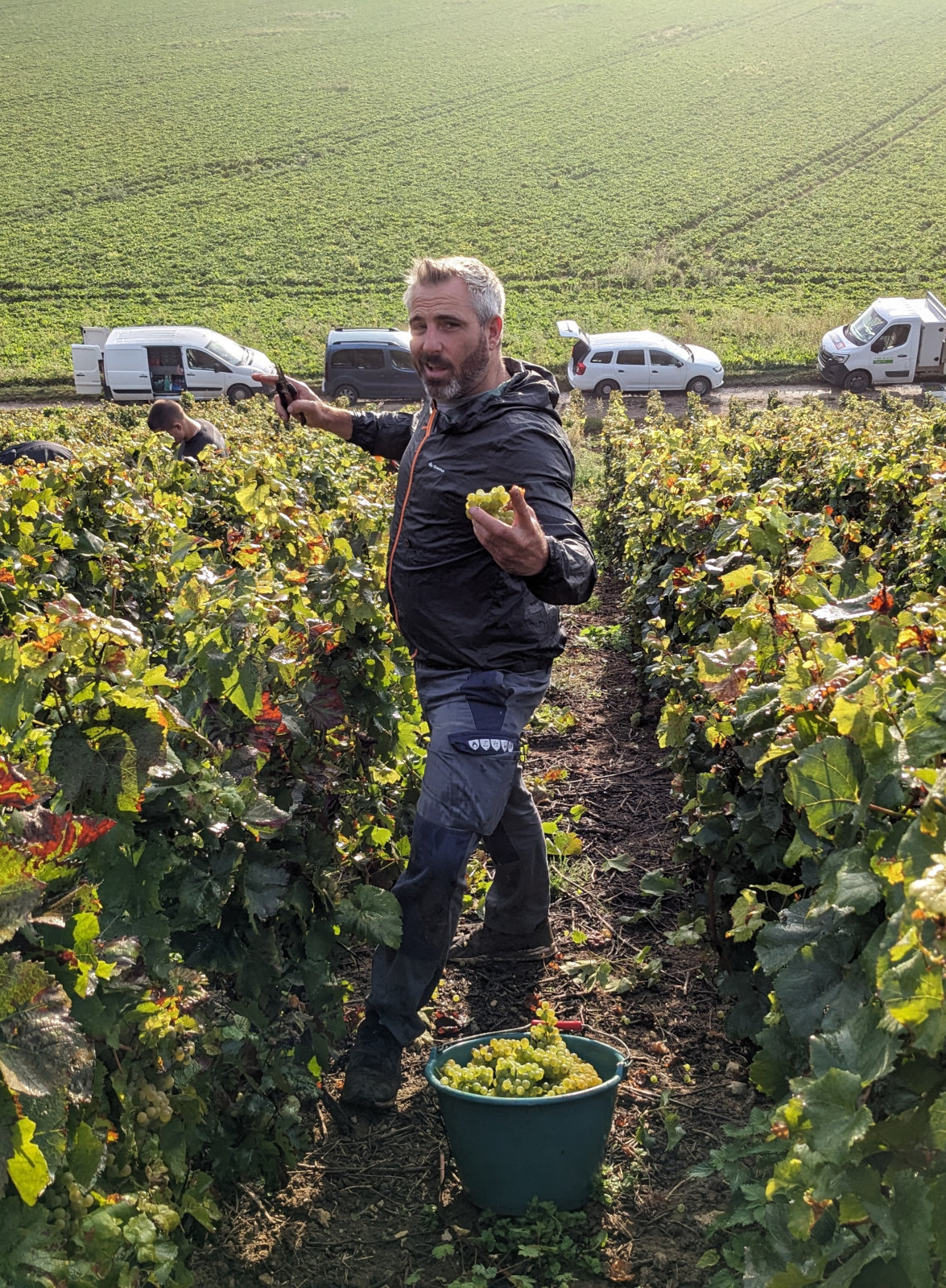 Sélection des raisins blancs