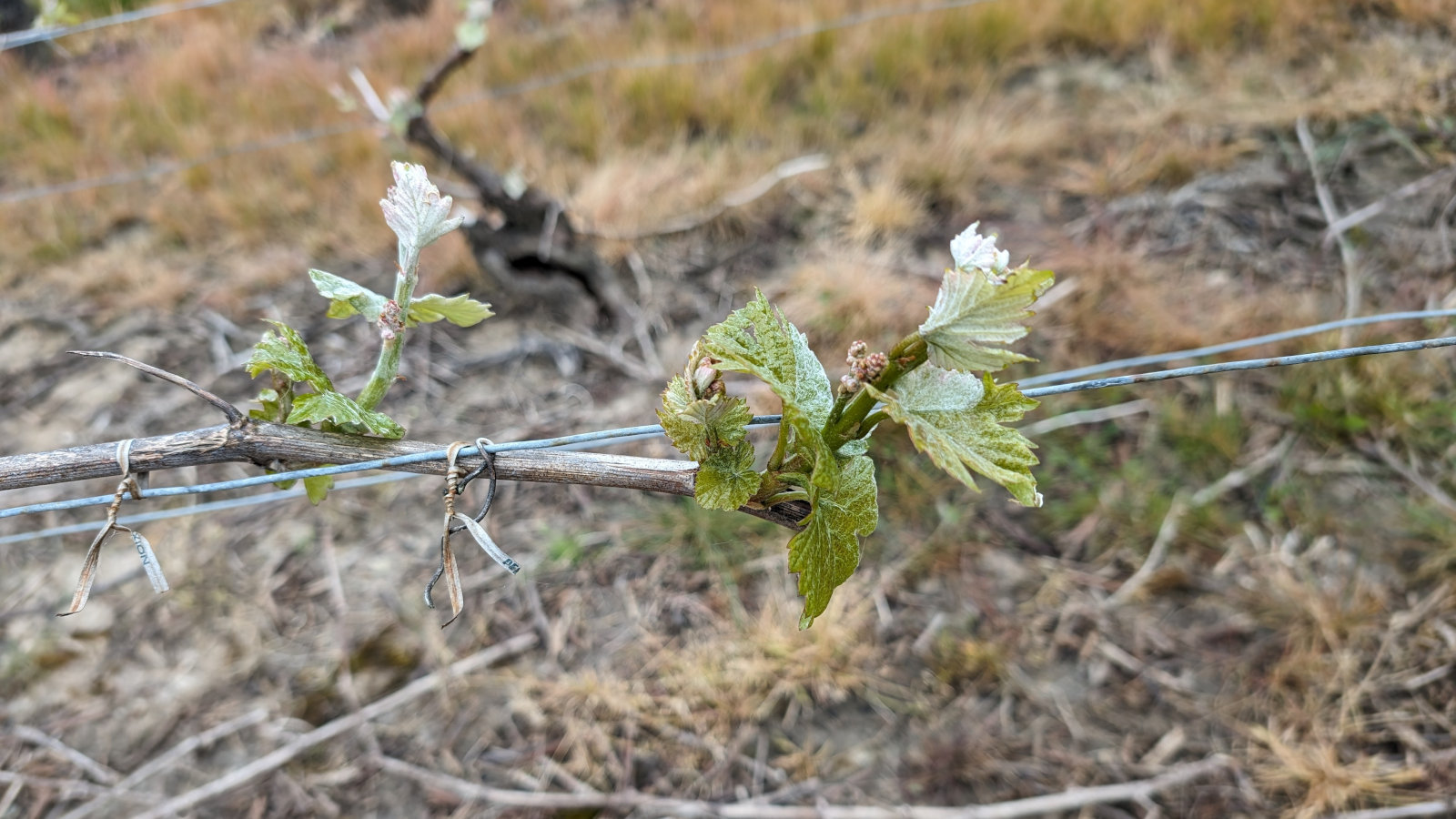 Bourgeons de Meunier dans les vignes