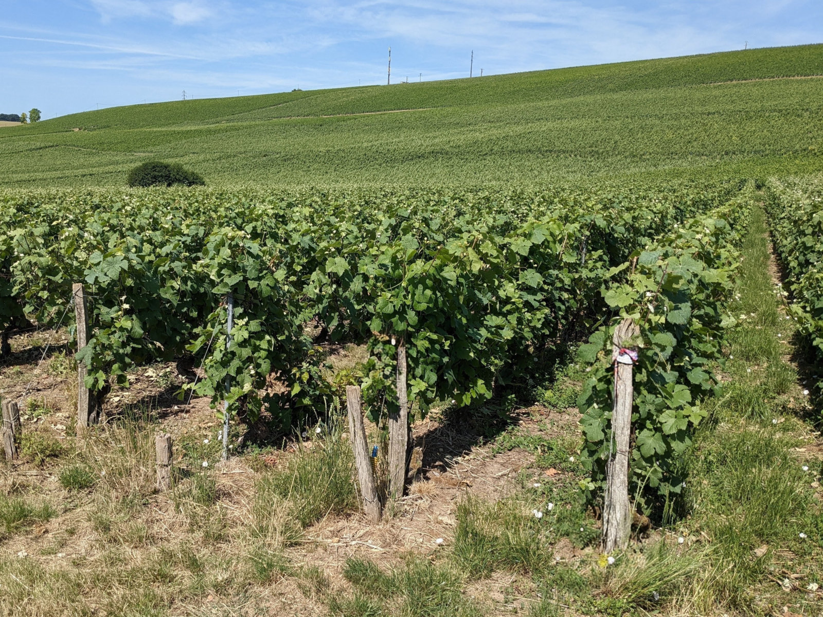 Parcelle de 1931 à Charly-sur-Marne