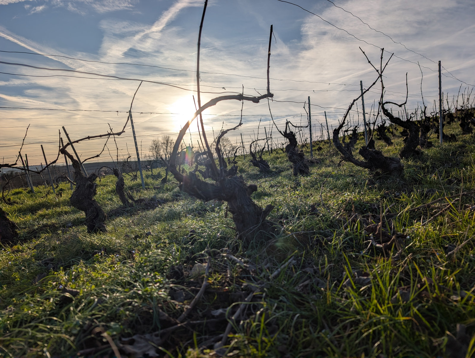 Travail de taille dans la Vallée de la Marne