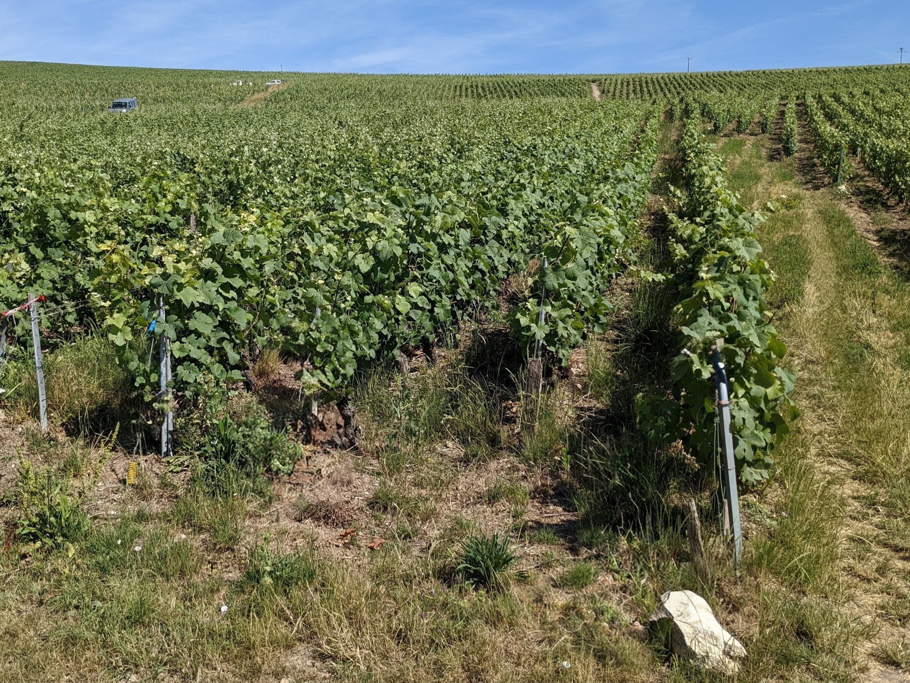 Parcelle Vieille Causette plantée en 1927