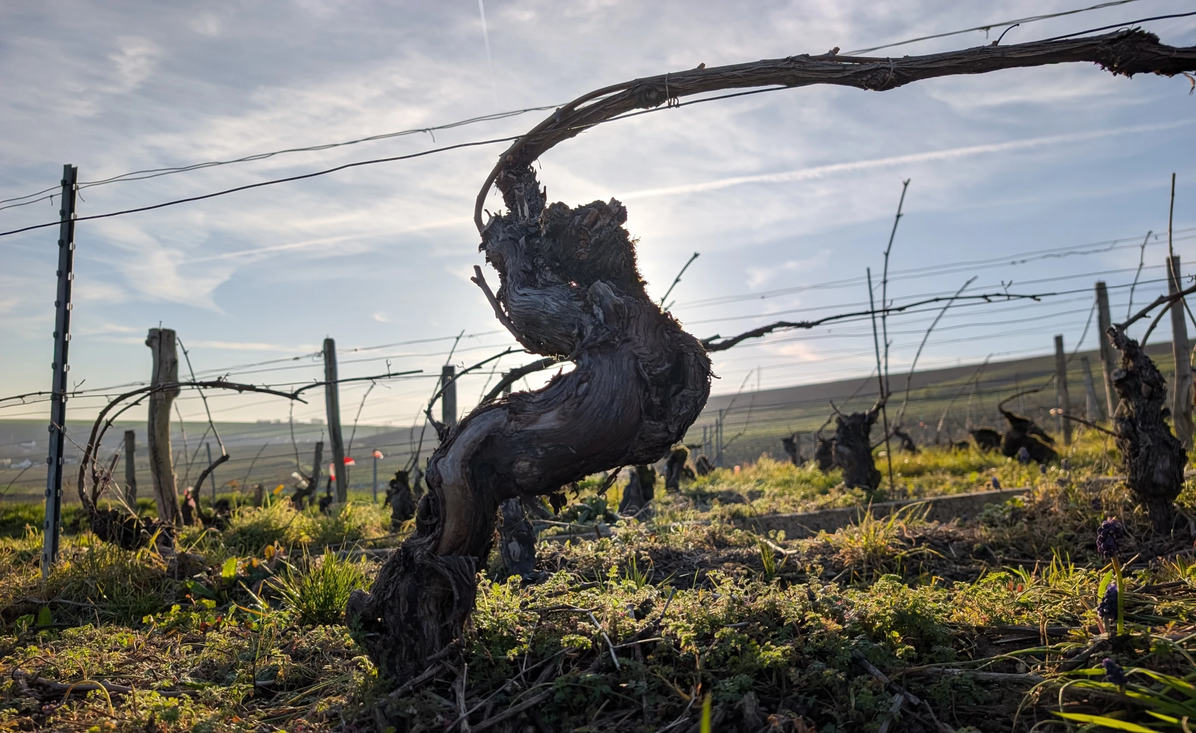 Pied de vigne centenaire