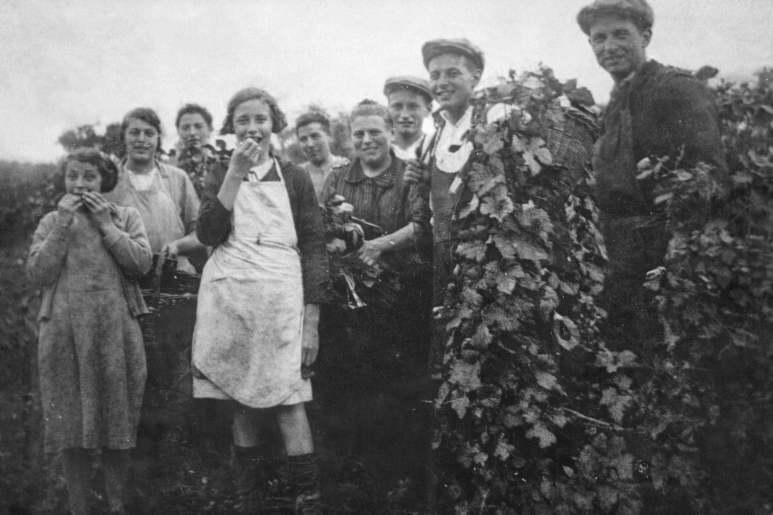 Vendange Sirot à Charly-sur-Marne en 1936
